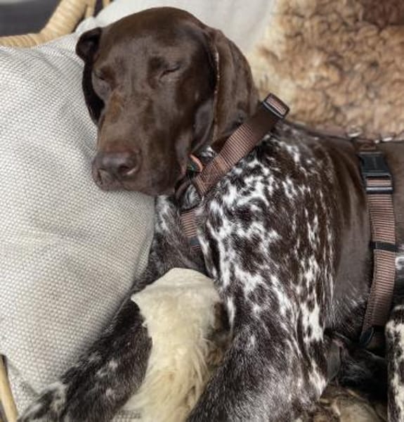 Boogie - menschenbezogener, agiler Rüde