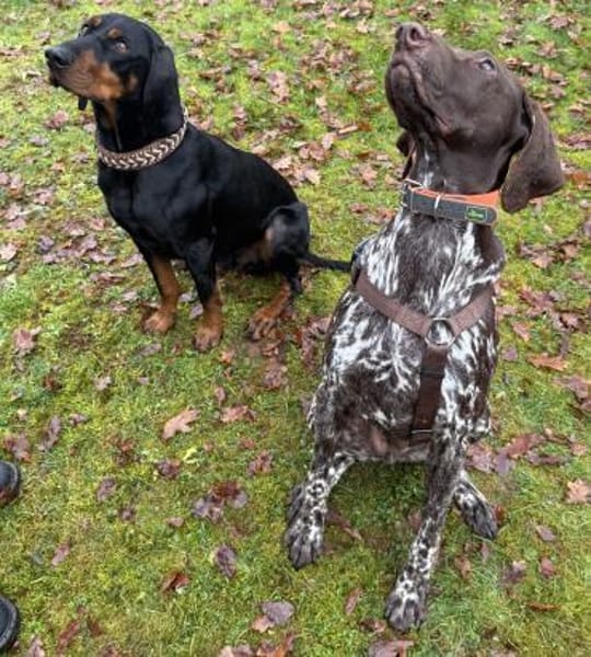 Boogie - menschenbezogener, agiler Rüde