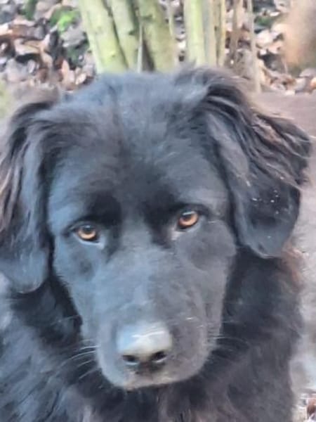 JAMIE-Schmusebär &  aktiver Naturbursche