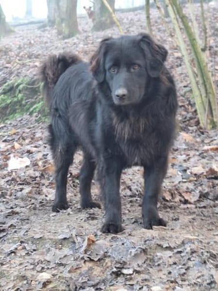 JAMIE-Schmusebär &  aktiver Naturbursche