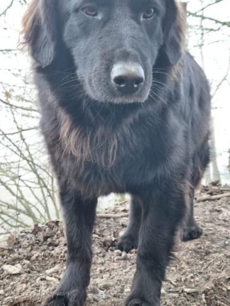 JAMIE-Schmusebär &  aktiver Naturbursche