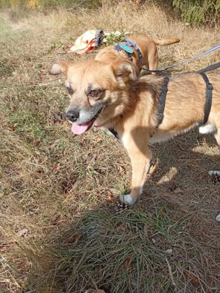 Findus, Familienhund/Schmusetier