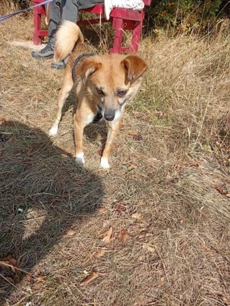 Findus, Familienhund/Schmusetier