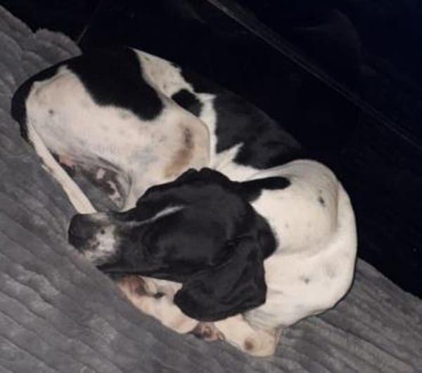 Attila, geb. ca. 08/2024, 67735 Mehlbach