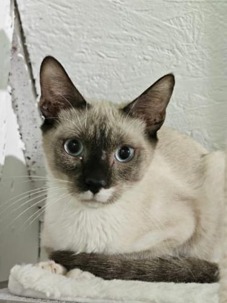 Viele Kitten u. Katzen suchen ihr Zuhaus