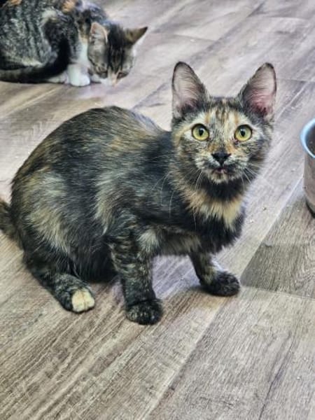 Viele Kitten u. Katzen suchen ihr Zuhaus