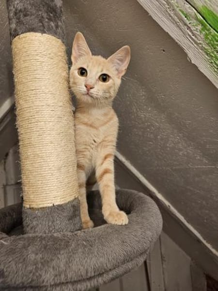 Viele Kitten u. Katzen suchen ihr Zuhaus