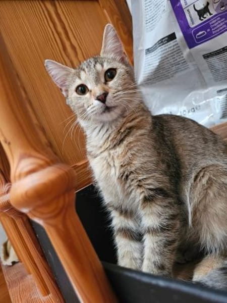 Viele Kitten u. Katzen suchen ihr Zuhaus