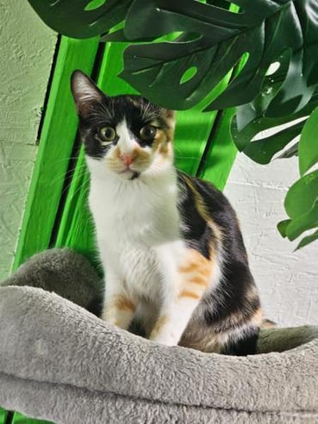 Viele Kitten u. Katzen suchen ihr Zuhaus