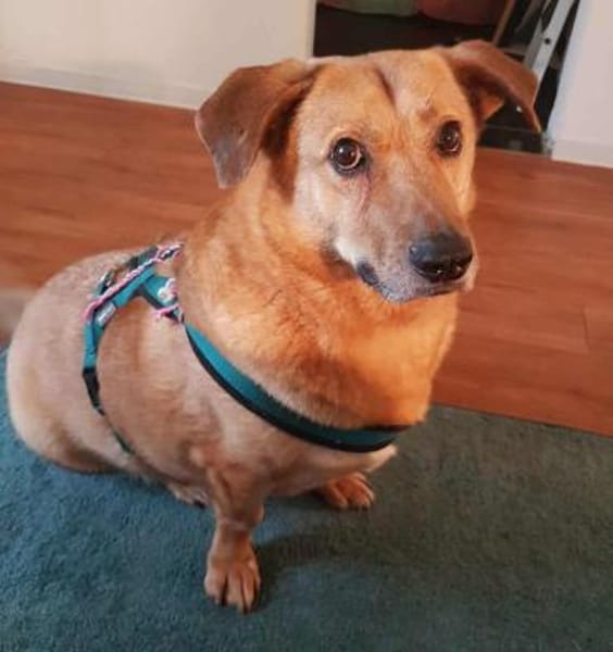 Choco, sanfter Rüde sucht Liebe