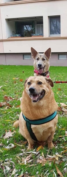 Choco, sanfter Rüde sucht Liebe