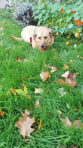 Choco, sanfter Rüde sucht Liebe