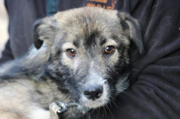 Ava - verschmust u. kinderlieb