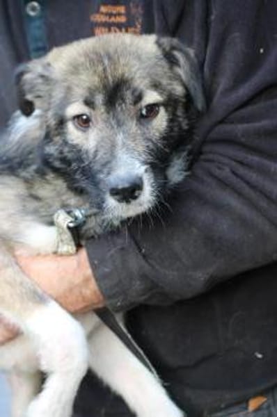 Ava - verschmust u. kinderlieb