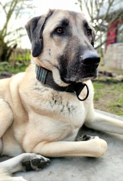 Großer Rüde Charlie