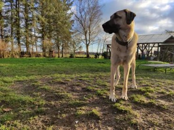 Großer Rüde Charlie