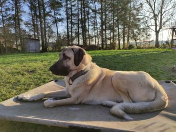 Großer Rüde Charlie