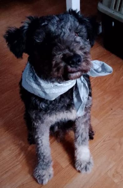 Berlo - Traumwuschel bei 66955 Pirmasens