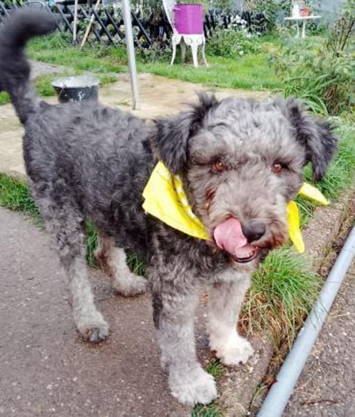 Berlo - Traumwuschel bei 66955 Pirmasens