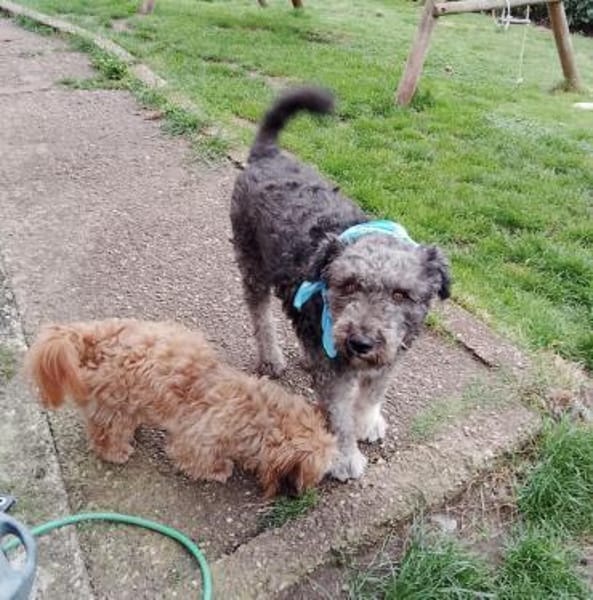 Berlo - Traumwuschel bei 66955 Pirmasens