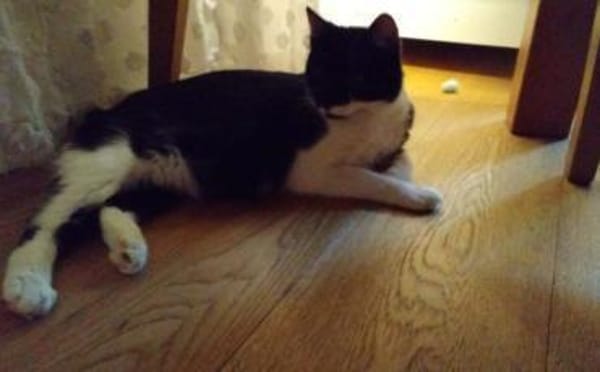 Shira sucht dringend ein Zuhause