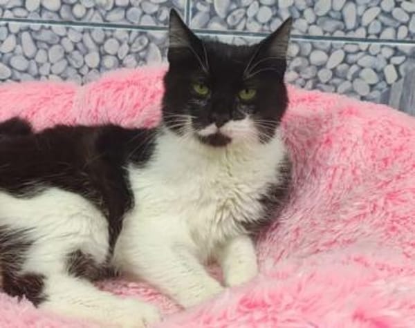 Shira sucht dringend ein Zuhause