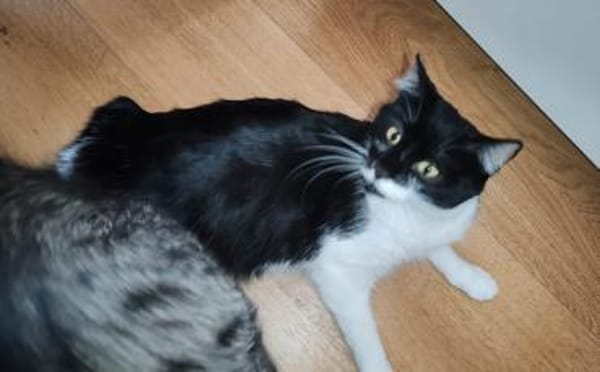 Shira sucht dringend ein Zuhause