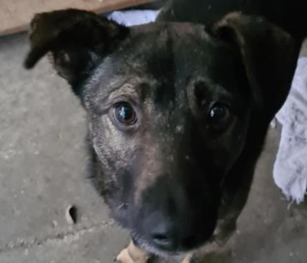 Kiko  jung, ledig sucht  Tierschutz