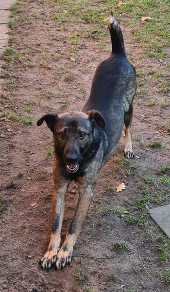 Kiko  jung, ledig sucht  Tierschutz