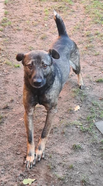 Kiko  jung, ledig sucht  Tierschutz