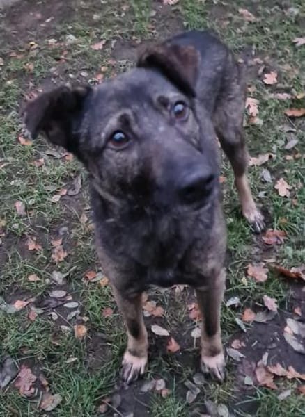 Kiko  jung, ledig sucht  Tierschutz