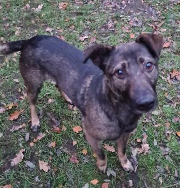 Kiko  jung, ledig sucht  Tierschutz