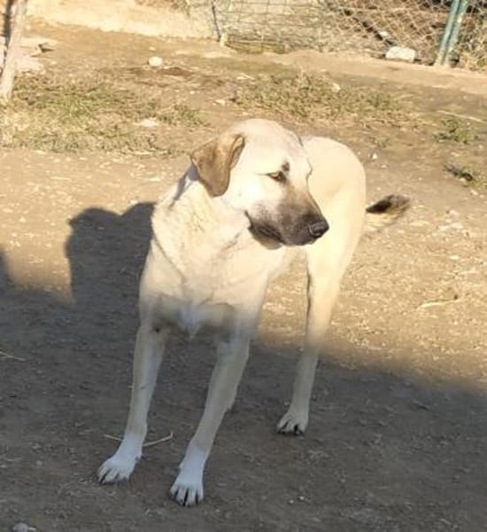 Fikret wartet schon lange