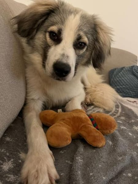 Willow - Zurückhaltender, treuer Rüde