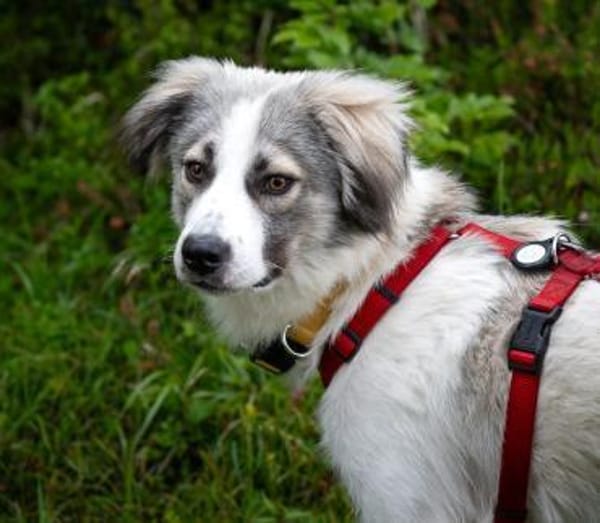 Willow - Zurückhaltender, treuer Rüde