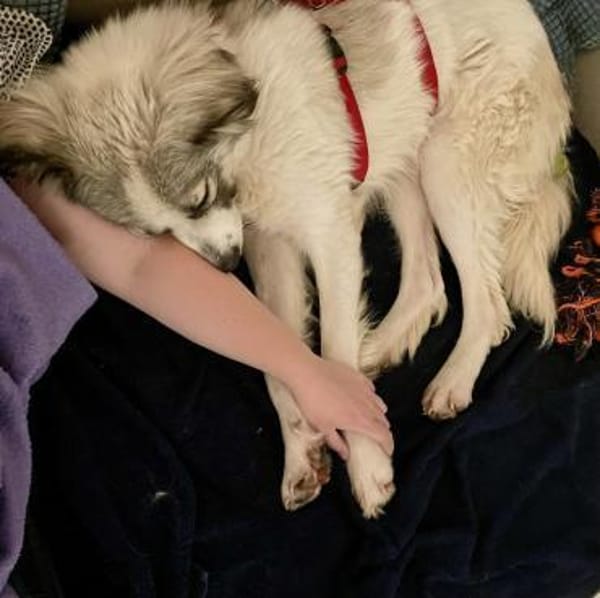 Willow - Zurückhaltender, treuer Rüde