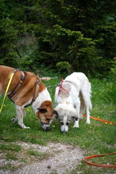 Willow - Zurückhaltender, treuer Rüde