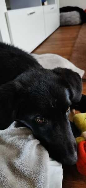 MIKE * magischer Musterschüler