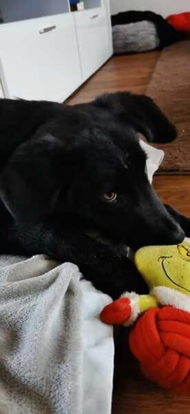 MIKE * magischer Musterschüler