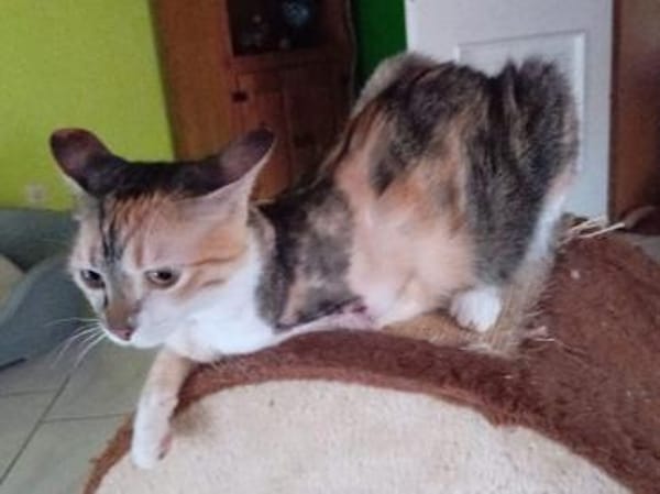 Glückskatze Zerlina sucht Zuhause