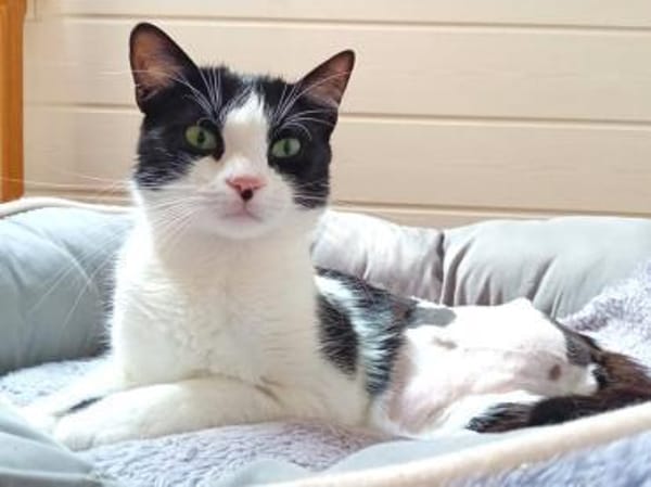 Traumkaterchen Brodino sucht Zuhause