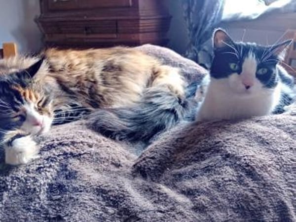 Traumkaterchen Brodino sucht Zuhause