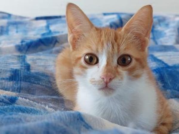 Hübscher Manu sucht liebevolles Zuhause