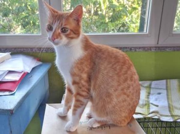 Hübscher Manu sucht liebevolles Zuhause