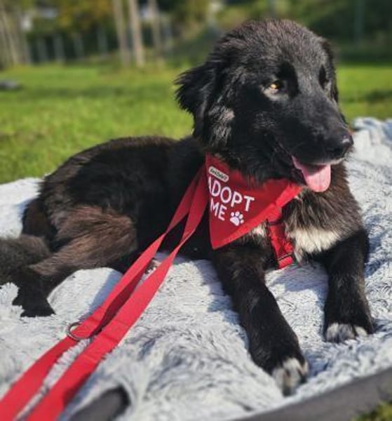 Pina - lieb, verspielt & ausgeglichen