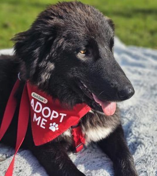 Pina - lieb, verspielt & ausgeglichen