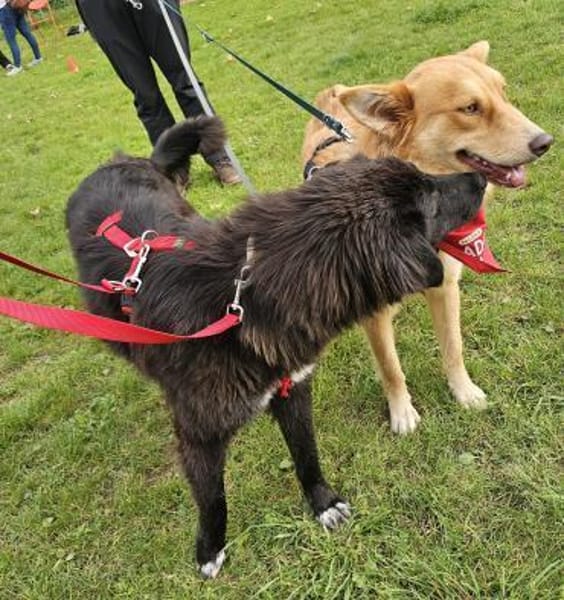 Pina - lieb, verspielt & ausgeglichen