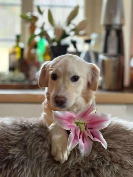 Mira möchte gefunden werden