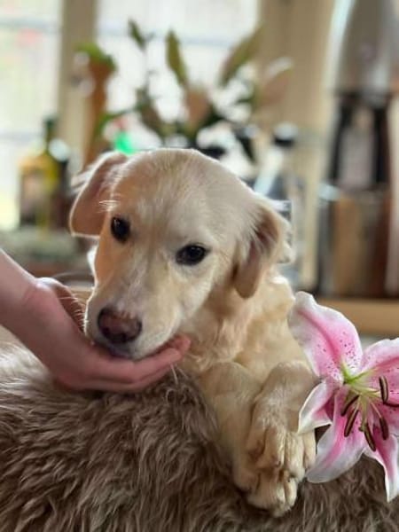 Mira möchte gefunden werden