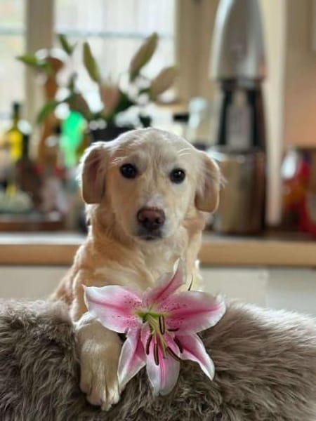 Mira möchte gefunden werden